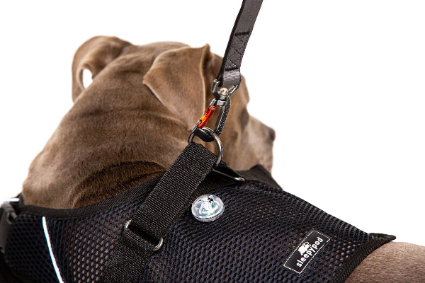 Dog wearing a black harness with a visible brand logo on a white background