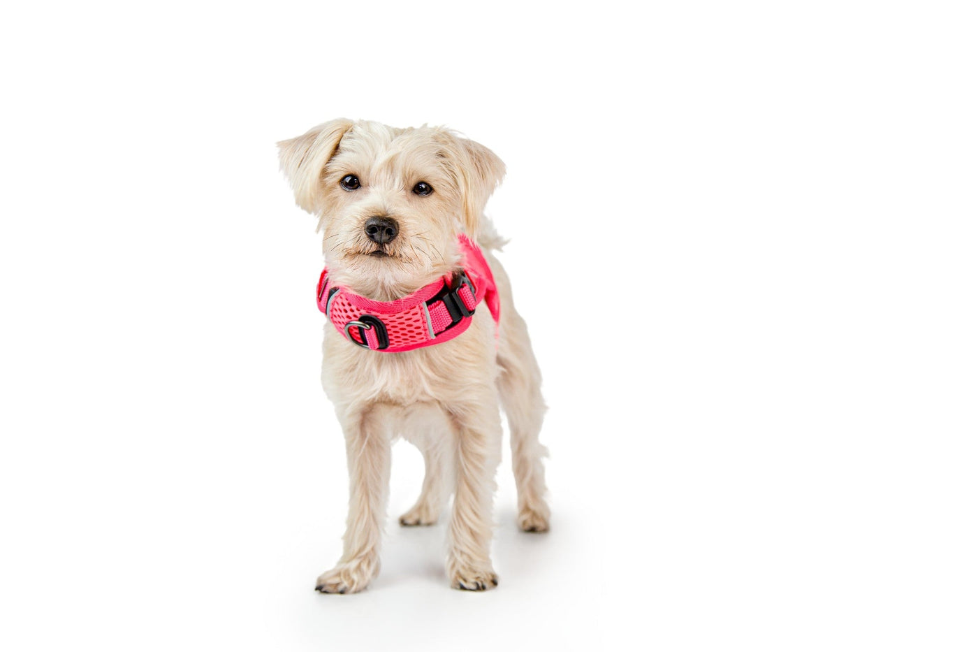 Dog wearing a pink harness on a white background