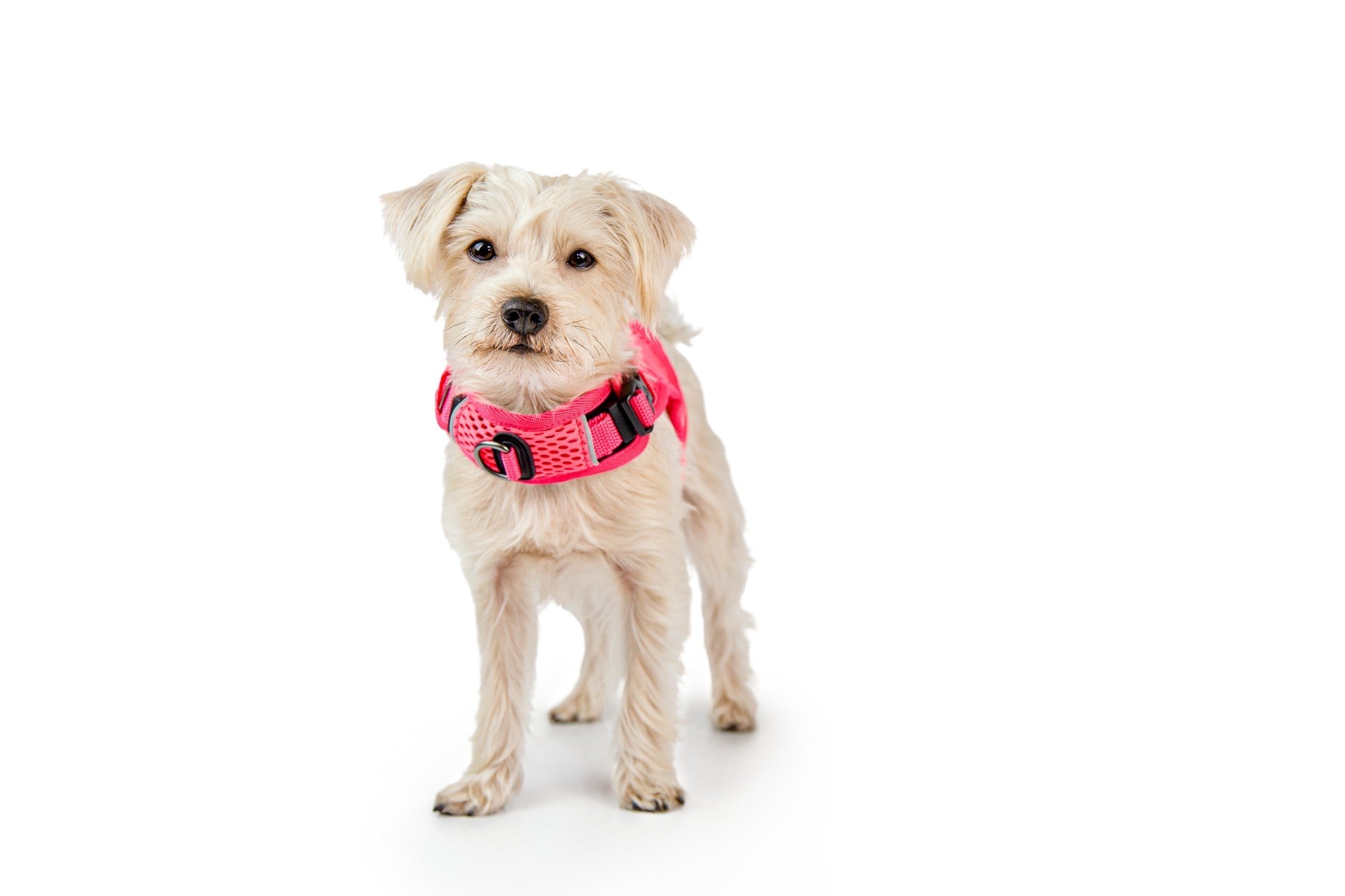 Dog wearing a pink harness on a white background