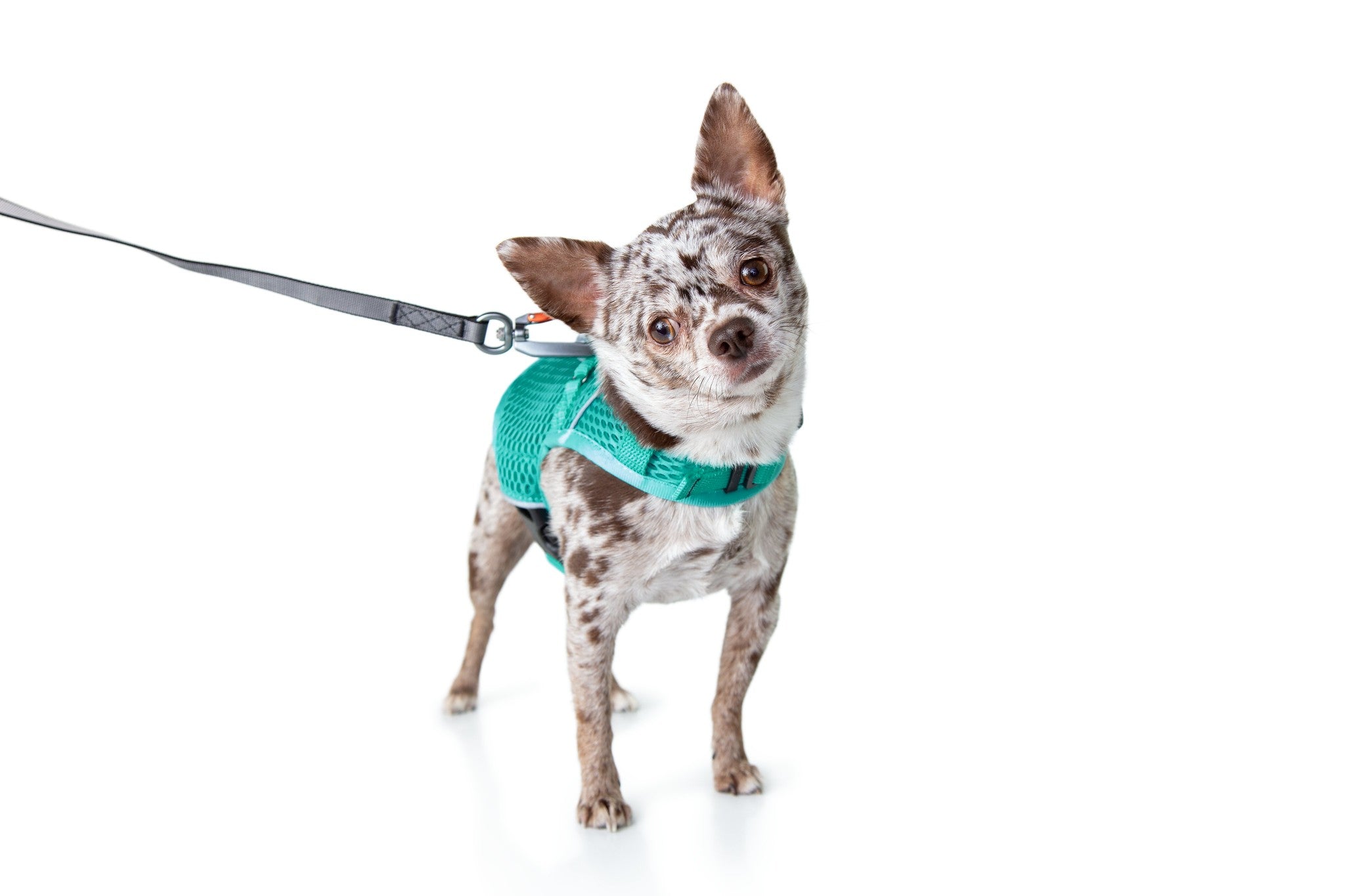 Small dog wearing a teal harness on a white background