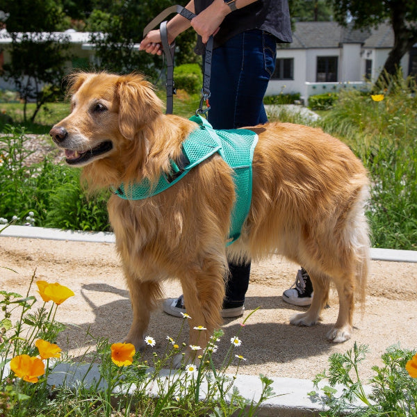 Golden retriever wearing a green harness standing on a path with flowers and a person in the background.