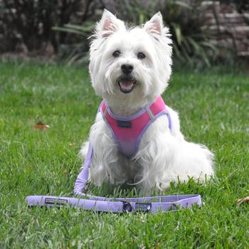 Correa para perros de tráfico de tracción suave