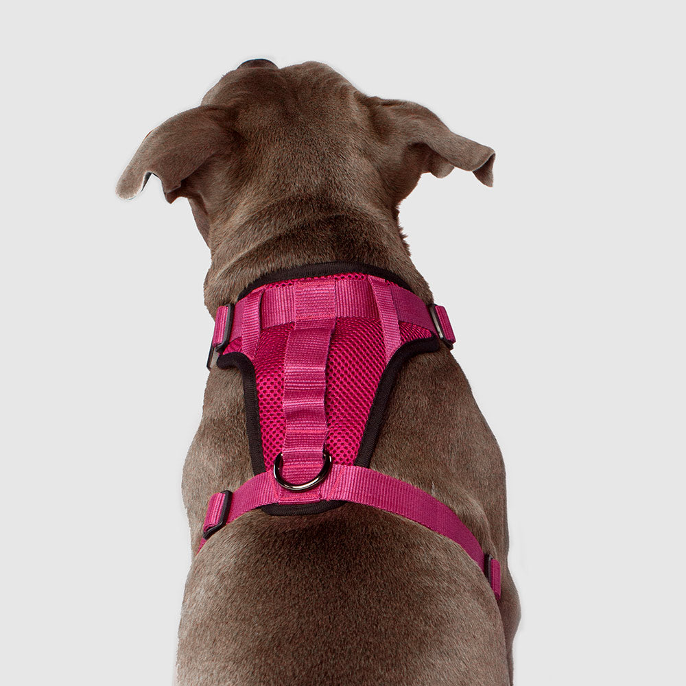 Canada Pooch Everything Harness
