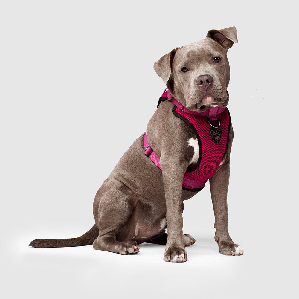 Canada Pooch Everything Harness