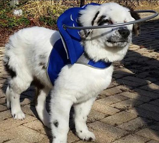 Muffin's Halo Guide for Blind Dogs