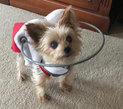 Muffin's Halo Guide for Blind Dogs