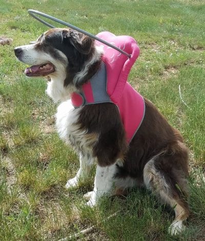 Muffin's Halo Guide for Blind Dogs