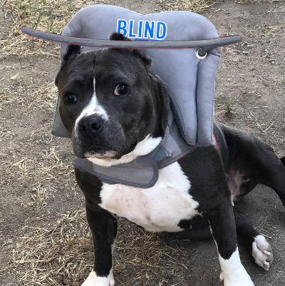 Muffin's Halo Guide for Blind Dogs