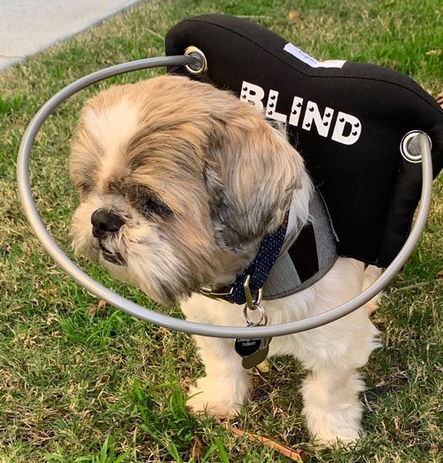 Muffin's Halo Guide for Blind Dogs